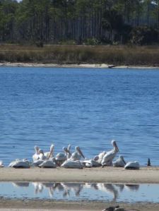 #St.MarksRefugec.JanGodownAnnino  - we lucked into white pelicans, too!